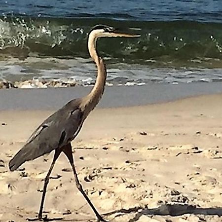 Phoenix Gulf Shores 1203 By Bender Vacation Rentals Eksteriør bilde